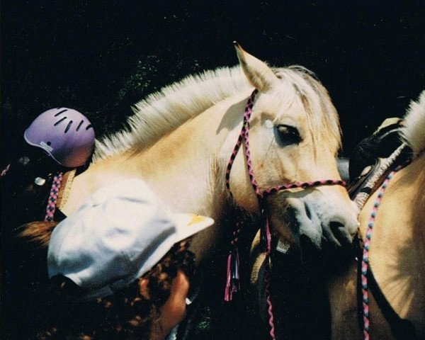 broodmare Larissa (Fjord Horse, 1986, from Olger F 114)