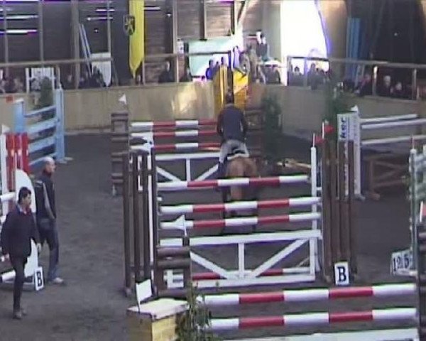 jumper A Crazy Story (German Warmblood, 2002, from Azzuro Classico)