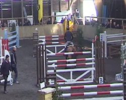 jumper A Crazy Story (German Warmblood, 2002, from Azzuro Classico)
