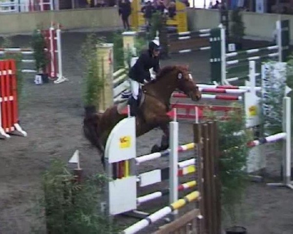 jumper Cara D'or (Oldenburg, 1996, from Argentinus)
