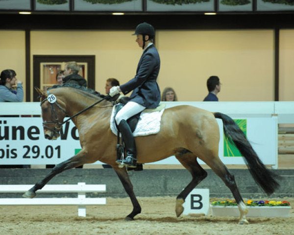 Deckhengst Duke G (Westfale, 2006, von FS Don't Worry) Deckhengst Duke G (Westfale, 2006, von FS Don't Worry)