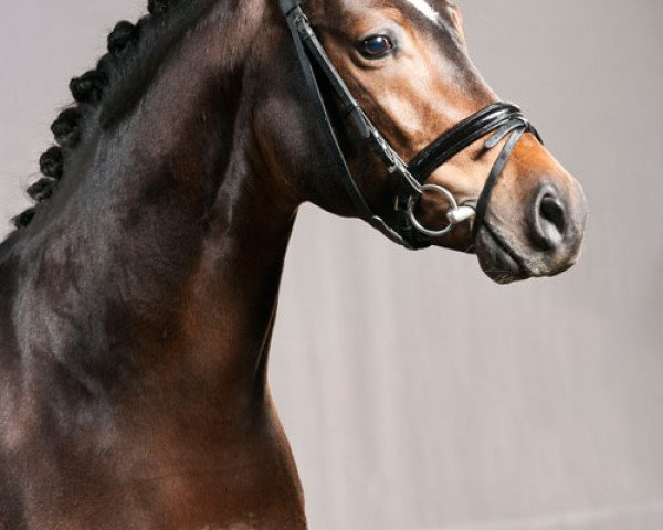 Pferd De la Rosa (Deutsches Reitpony, 2008, von Dressman)