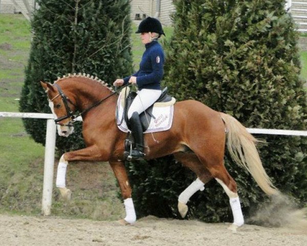 Pferd Steendieks Canterbury (Deutsches Reitpony, 2008, von FS Chambertin)