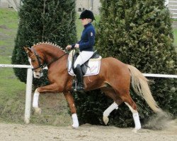horse Steendieks Canterbury (German Riding Pony, 2008, from FS Chambertin)