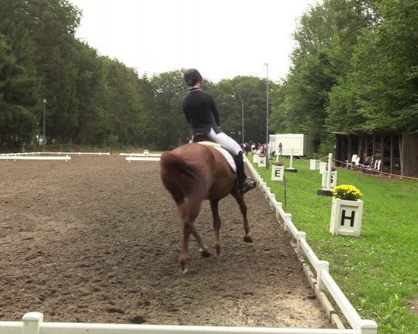 Reitturnier Kellinghusen 2022