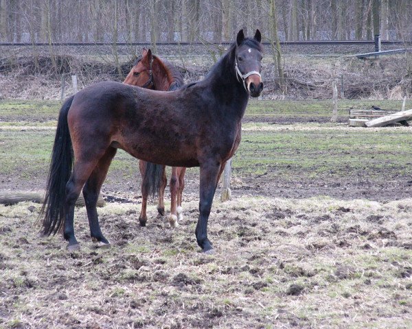 broodmare Pearl Habor (German Riding Pony, 2002, from Playboy)
