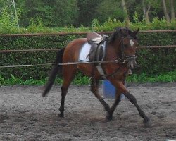 jumper Pepe 284 (German Riding Pony, 2008, from Principal Boy)