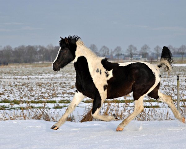 horse Milano (Pinto / Small Riding Horse, 2005, from Mahela)
