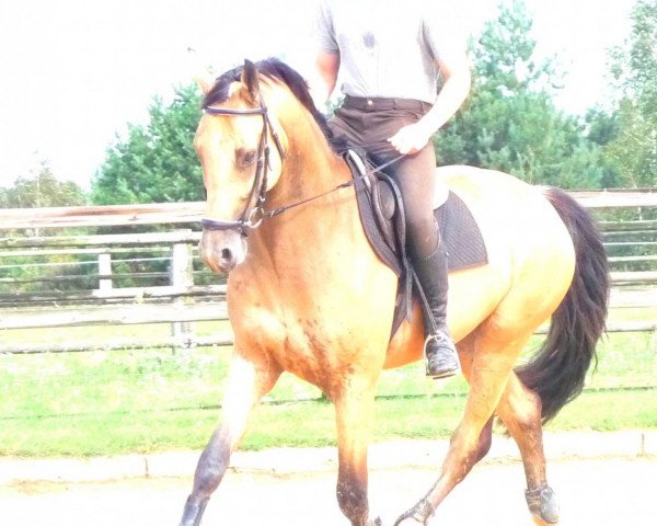 jumper Special Pepper K (German Sport Horse, 2007, from Sergeant Pepper I)