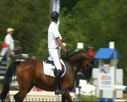 Springpferd Acantara (Württemberger, 2007, von Acordelli)
