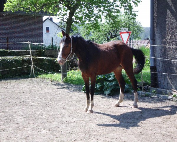 horse Piccolo (Westphalian,  , from Peking)
