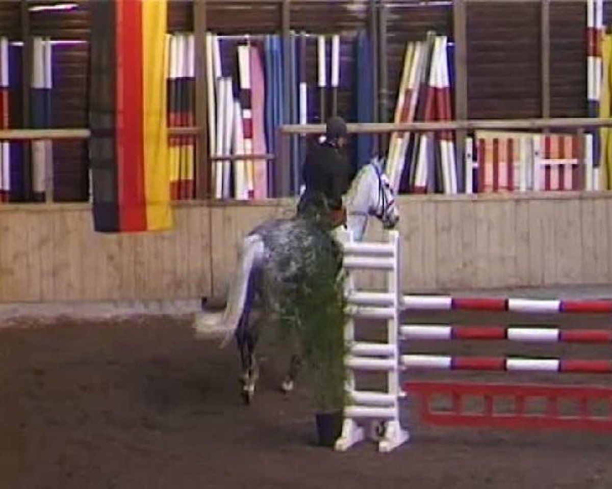 jumper Chresendo (Holsteiner, 2000, from Carolus I)