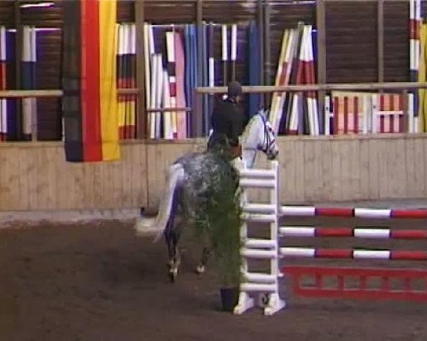 jumper Chresendo (Holsteiner, 2000, from Carolus I)