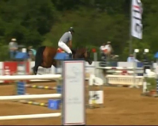 horse Chiqua 3 (Württemberger, 2007, from Celentano)