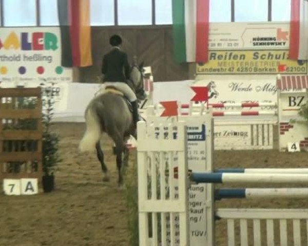 jumper Vyacint (KWPN (Royal Dutch Sporthorse), 2002, from Faldo)