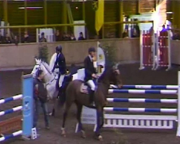 horse Snow Diamond 2 (Irish Sport Horse, 1997, from Spring Diamond) horse Snow Diamond 2 (Irish Sport Horse, 1997, from Spring Diamond)