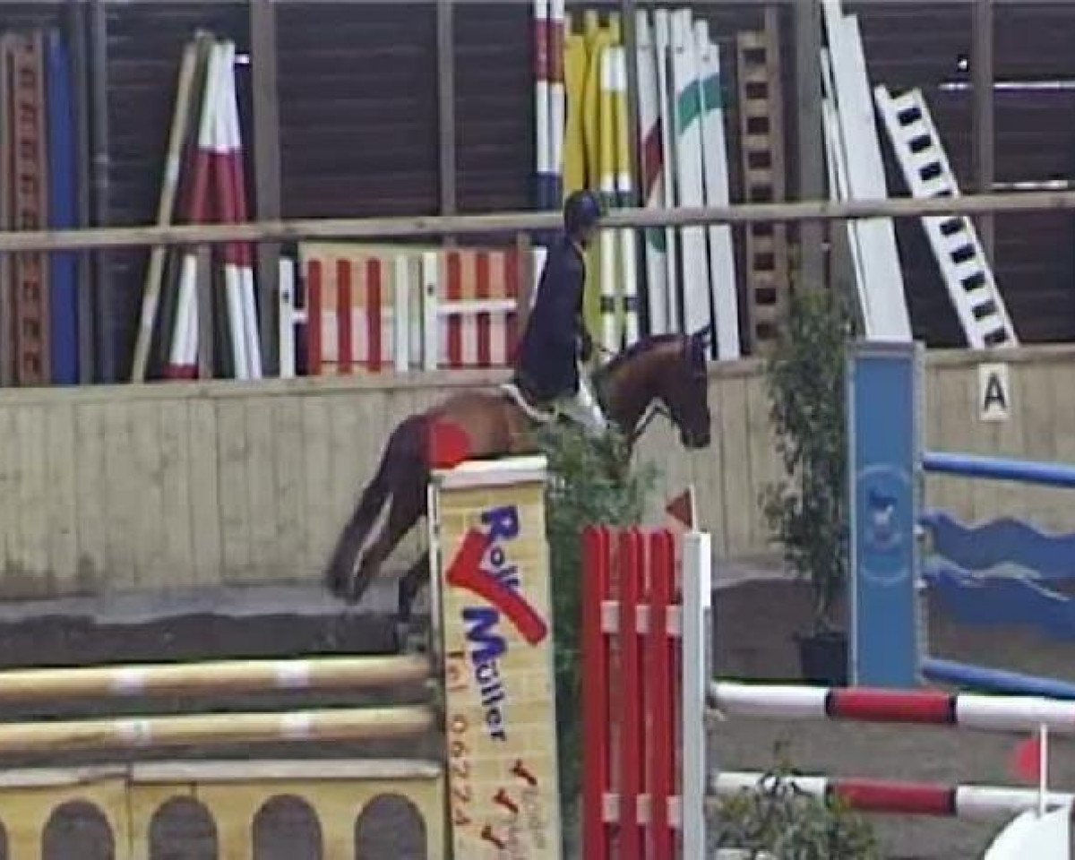 Springpferd Istez (GUS Warmblut, 2002)