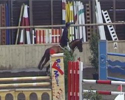 Springpferd Istez (GUS Warmblut, 2002)