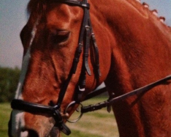 dressage horse Ricolo 5 (Bavarian, 2001, from Roy Black)