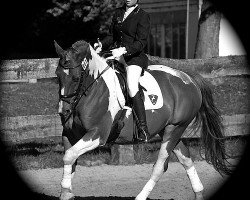 dressage horse Jack 377 (Pinto / Hunter, 1997)