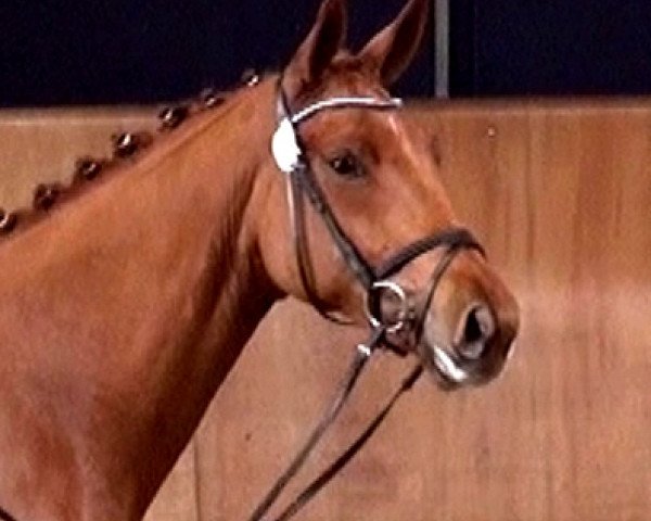 Dressurpferd Farinia (Rheinländer, 2009, von Fidertanz)