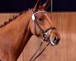 Dressurpferd Farinia (Rheinländer, 2009, von Fidertanz)