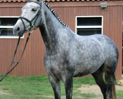 broodmare Crazy 56 (Westphalian, 2007, from Cornado NRW)