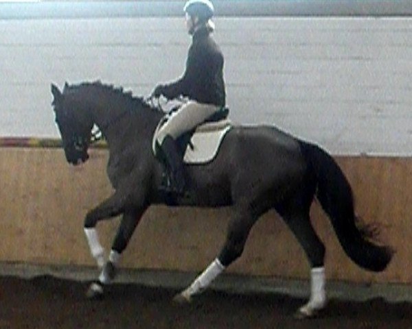 Pferd Dustyn (Westfale, 2008, von Del Cento)