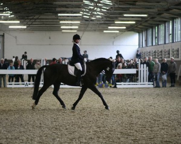 horse Rubin Black (Westphalian, 2001, from Rohdiamant)