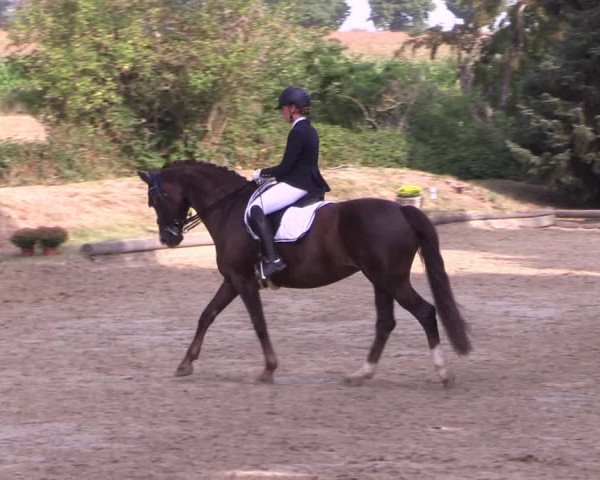 Reitturnier Datteln 2022