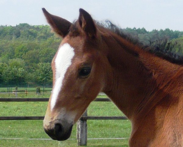 horse Fayola (Rhinelander, 2010, from Flatley 2)