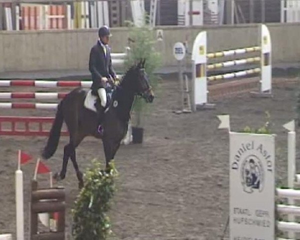 jumper Chanukka San (Oldenburg show jumper, 2005, from Caretano Z)