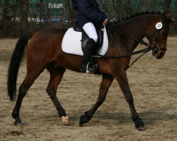 dressage horse Der kleine Mann (German Riding Pony,  , from Dressman V)