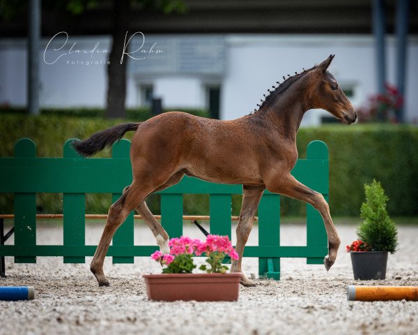 Pferd Stute von Sir Escolar / Delamanga (Rheinländer, 2022, von Sir Escolar)
