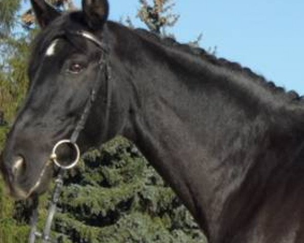 Pferd Estan (Deutsches Reitpferd, 1997, von Eskadron)
