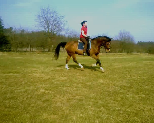 horse Lord Sinclaire (Hanoverian, 1999, from Laptop)