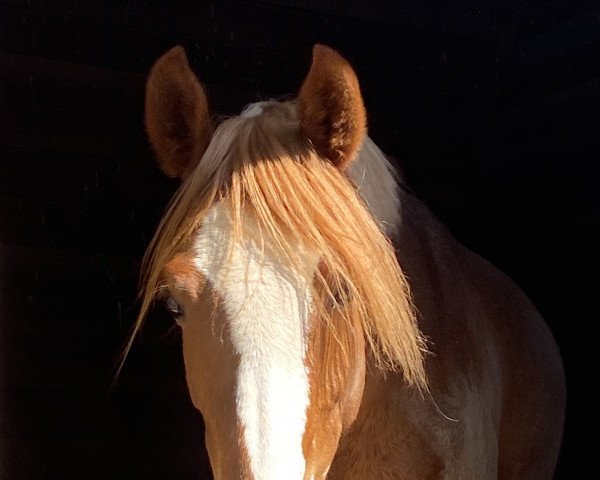 broodmare For Ever GM WE (German Riding Pony, 2016, from Palolo Kid)