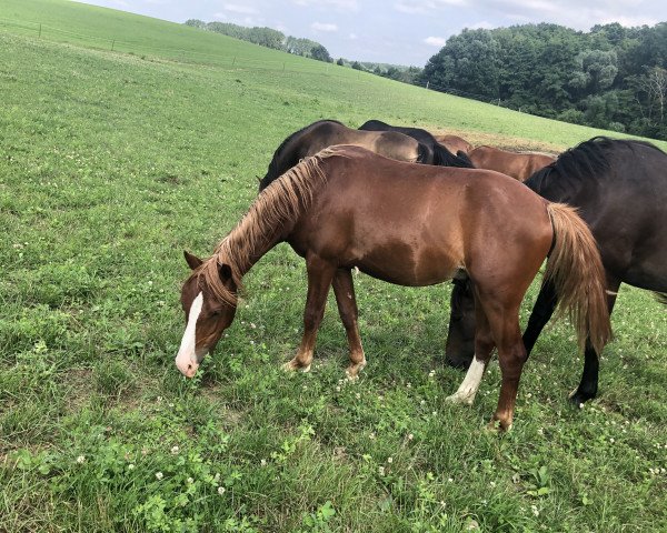 horse Quillmann (German Riding Pony, 2020, from Quaterback's Junior)