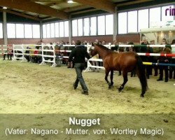 Dressurpferd Nugget (Westfale, 1992)