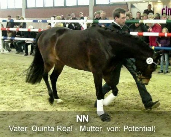 horse Stute von Quinta Real (Westphalian, 2008, from Quinta Real)