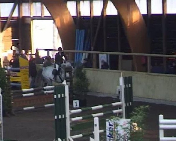 horse Mario 105 (Württemberger, 1998, from Maritim)