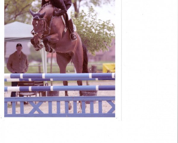 broodmare So Lonely (Hanoverian, 2001, from Sion) broodmare So Lonely (Hanoverian, 2001, from Sion)