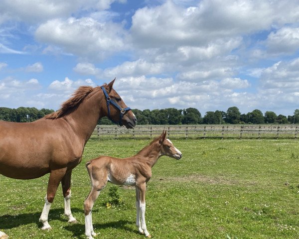 horse Grafton Ember (KWPN (Royal Dutch Sporthorse), 2022, from Emerald van 't Ruytershof)