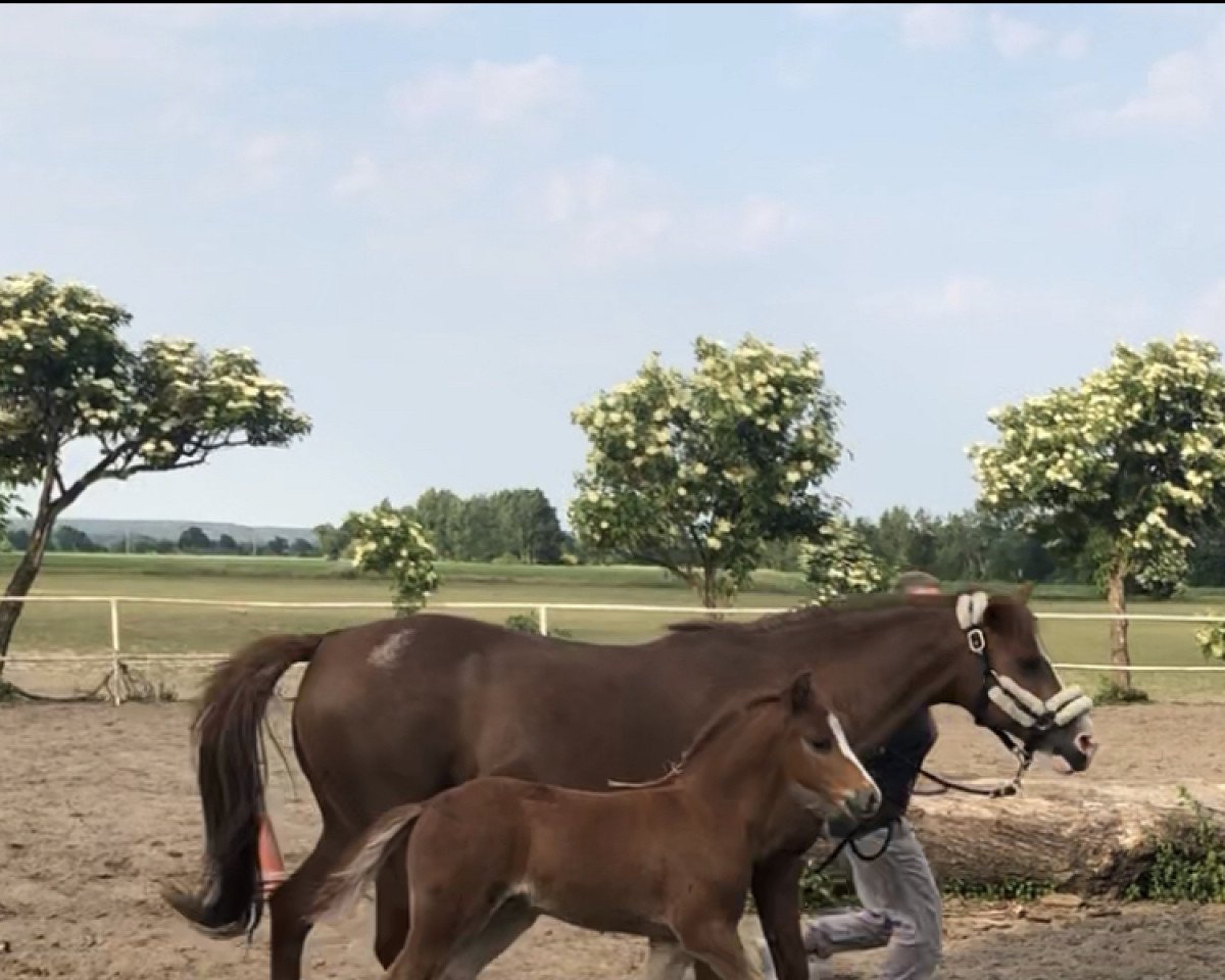 horse Heimdall H (German Riding Pony, 2022, from Herzbube D WE)