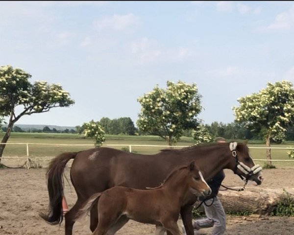horse Heimdall H (German Riding Pony, 2022, from Herzbube D WE)