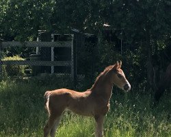 Pferd Ant-Man H (Deutsches Reitpony, 2022, von Alvalon)
