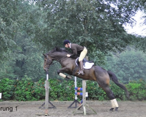 Springpferd Grönemeyer (Westfale, 2004, von Goethe)