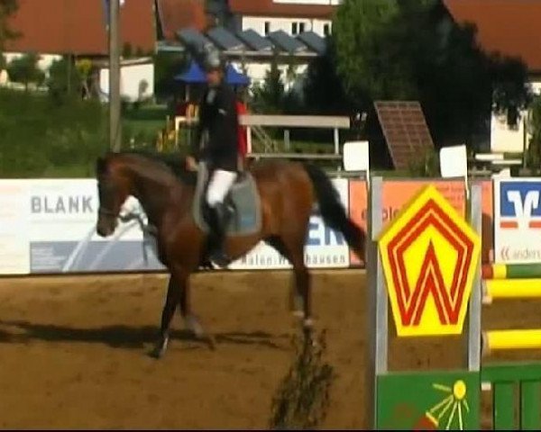 jumper Aaron 255 (Württemberger, 1999, from Araconit)