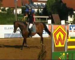 jumper Aaron 255 (Württemberger, 1999, from Araconit)