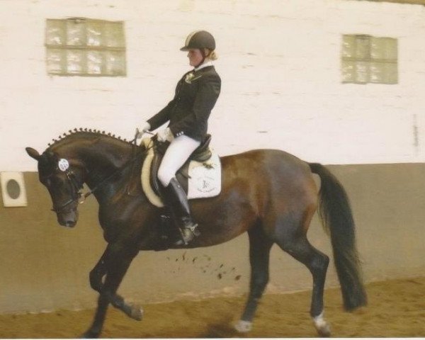 Dressurpferd Armagedon (Westfale, 2002, von Abanos)